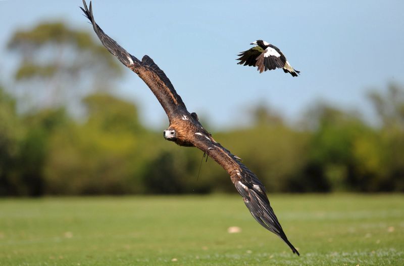 Magpies schrecken in Australien auch nicht vor größeren Gegnern zurück. Foto: epa AAP Dean Lewins/AAP/dpa